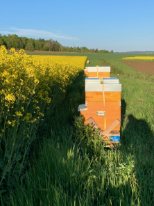 Unsere Bienen wandern jedes Jahr an den Raps