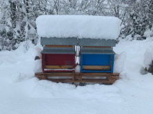 Winterstimmung mit 50cm Schnee. 